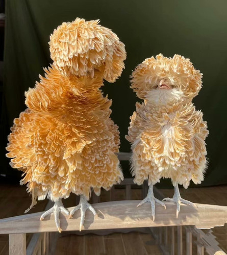 菊花头翻毛观赏鸡帽子宠物鸡种蛋活体鸡苗青年鸡进口一代鸡