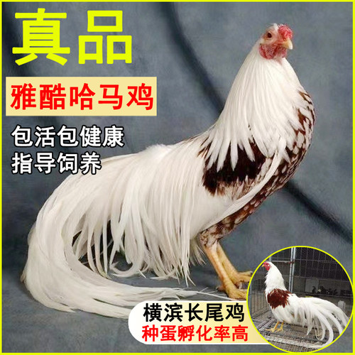 雅酷哈马鸡活体鸡进口观赏鸡种蛋包受精率可孵化鸡蛋长尾巴鸡