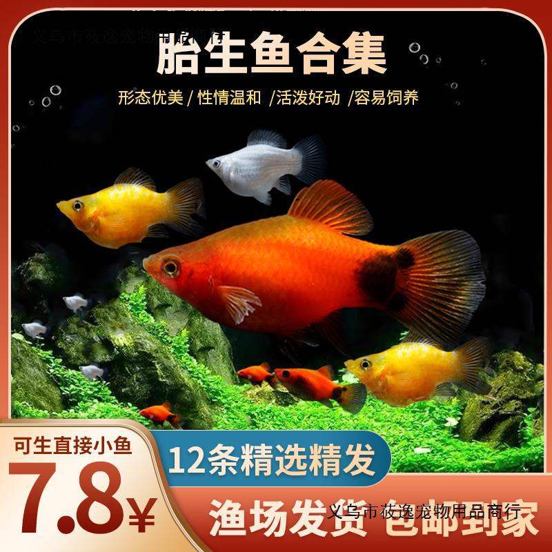 玛丽鱼玛丽球胎生鱼好养直接生小鱼月光鱼米奇孔雀鱼热带鱼观赏鱼