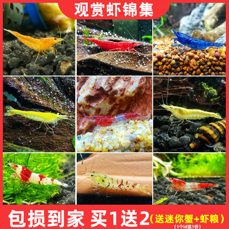 极火虾公混捞可繁殖淡水观赏虾集火非樱花烤漆除藻清理鱼缸