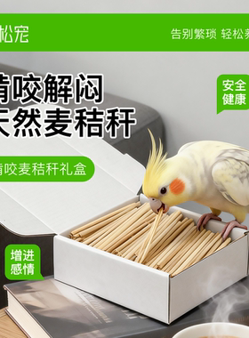 青松宠鹦鹉啃咬麦秸秆