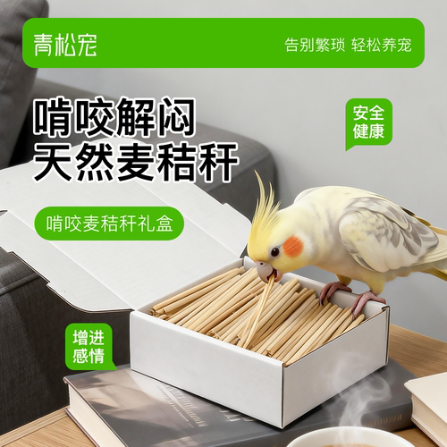 青松宠鹦鹉啃咬麦秸秆