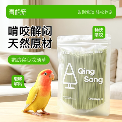 青松宠鹦鹉啃咬龙须草