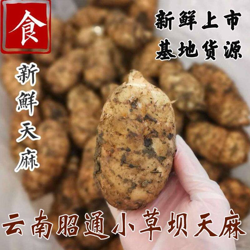 正品新鲜天麻特级乌天麻正宗云南昭通小草坝天麻野生种子煲汤炖肉