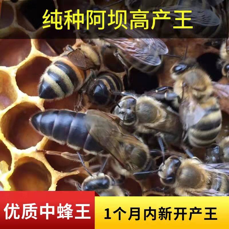 【包活到手】中蜂蜂王新产卵王中蜂开产王蜂王种王本地蜂王处女王
