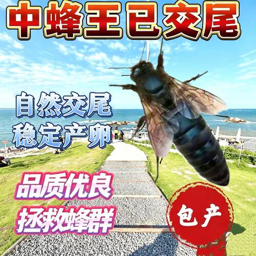 【维持强群】中蜂蜂王中蜂开产王蜜蜂种王产卵蜂王蜜蜂养殖高产