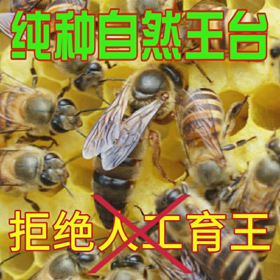 中蜂王种高产优质蜜蜂种王四川阿坝王双色杂交交尾野生黑色处女王