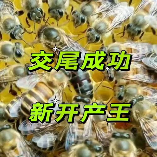 中蜂蜂王广东优质广西省内正宗耐寒黑色新开产王中华阿坝产卵王纯