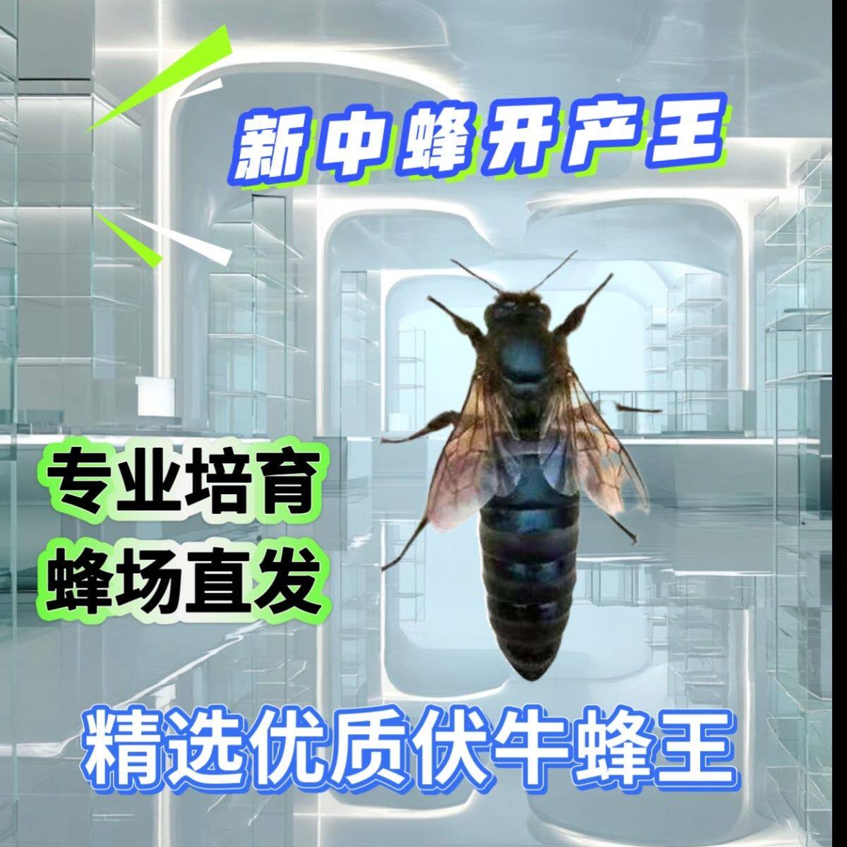 【优质中蜂蜂王】新款产卵蜂王开产蜂王大蜂王双色高产蜜蜂王包活