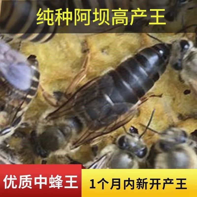 中蜂产卵王土蜂新产卵王黑色天柱交尾蜂王新开产王处女王双色阿坝 宠物/宠物食品及用品 其它宠物 原图主图