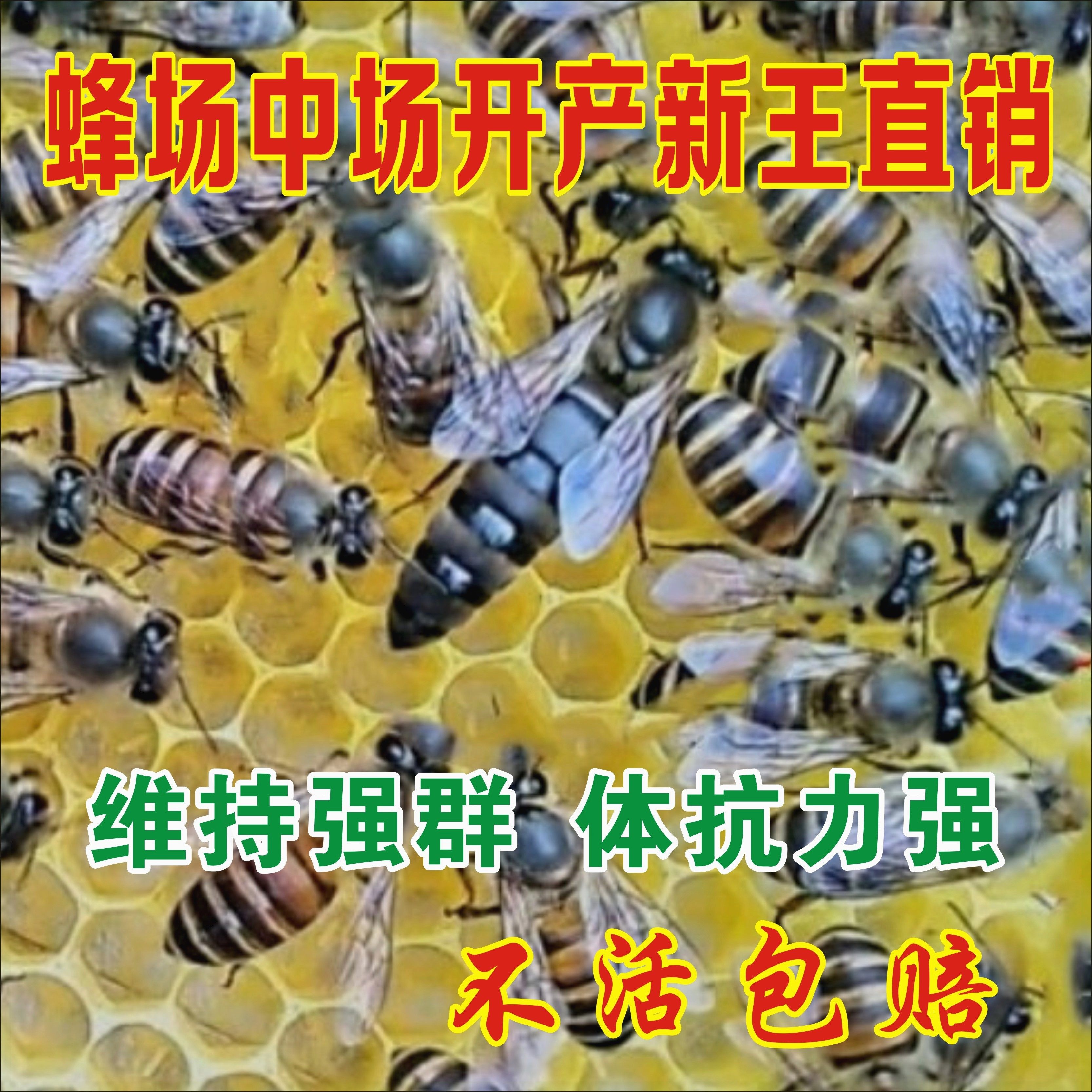 蜜蜂蜂群土蜂中蜂中华出售带箱子脾阿坝活群中蜂群蜂带王活体包邮