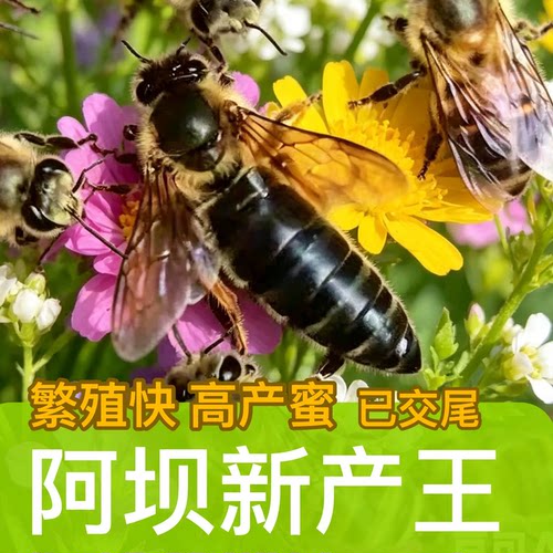 四川中蜂王阿坝蜂王高产蜜蜂王活蜜蜂王开产王处女王种蜂王新蜂王