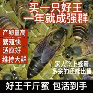 【交尾蜂王】开产王中蜂产卵王蜜蜂活体中蜂王阿坝王仓王双色王