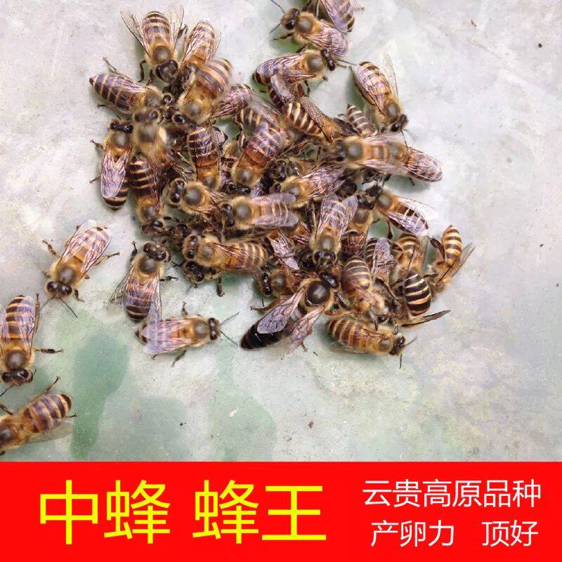 中蜂蜂王处王包活到手新开产福蜜养蜂场蜂种云贵川品种包邮种王