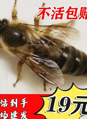蜂王中蜂蜜蜂蜂王种王纯种优质土蜂交尾新开产卵王阿坝双色处女王