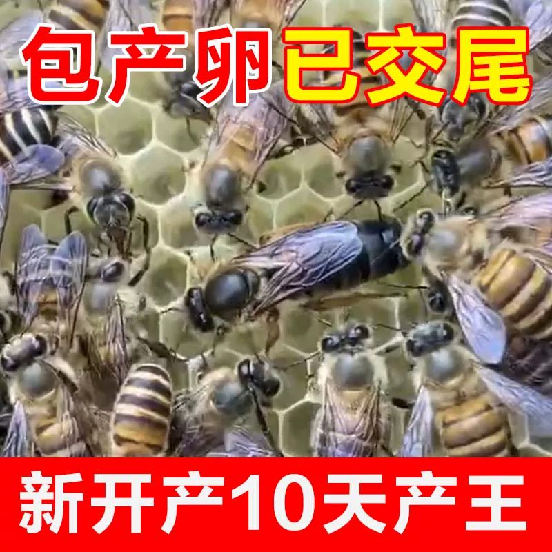 中蜂蜂王种王高产优质土蜂交尾新开产卵王阿坝四川本地土蜂处王
