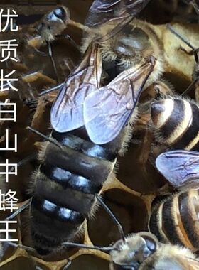 中蜂王 土蜂王 太行中蜂 长白山中蜂 产卵王 处女王 蜂王,蜂后