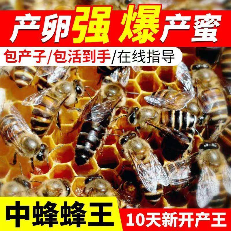 现货中蜂新开产王纯种伏牛王四川阿坝广东仓王土蜂广东蜂王蜜蜂王
