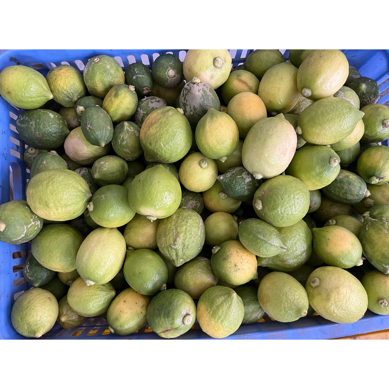 【商用次果】新鲜现摘正宗广东无耔香水柠檬奶茶店咖啡店专用商用