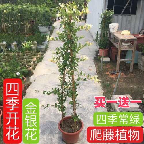 爬藤植物黄白金银花树苗食用白红金银花苗盆栽鸳鸯藤四季开花常青