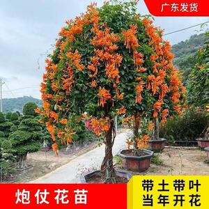 炮仗花苗爬藤花卉鞭炮花盆栽原土原叶育苗杯发货阳台庭院门口公园