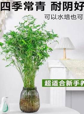 水培植物米竹客厅桌面好养绿植