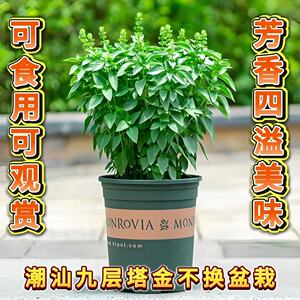 正宗潮汕金不换苗食用九层塔盆栽