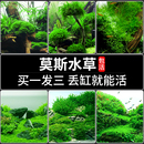 疯狂水草鱼缸造景莫斯水草懒人水培真植物套餐阴性前景珊瑚慕斯树