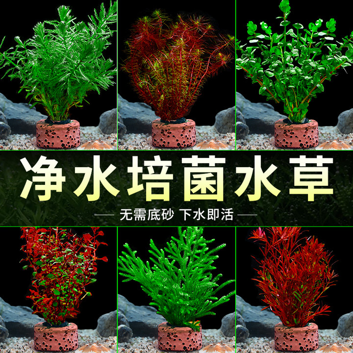 鱼缸水草植物真草造景阴性水榕沉木水草古法养鱼水培绿菊蜈蚣水草 宠物/宠物食品及用品 水草 原图主图