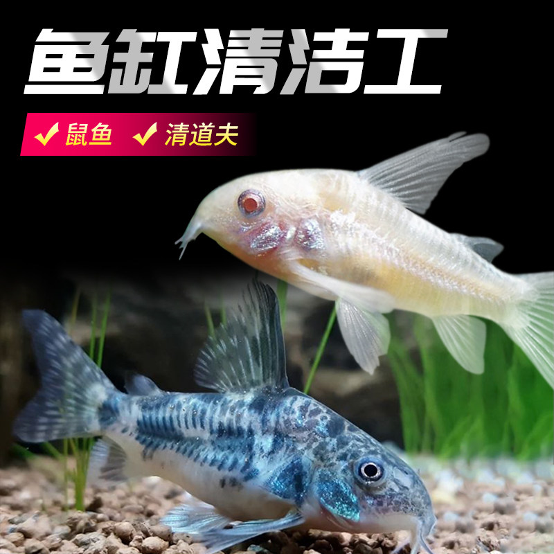 清道夫金苔鼠热带观赏鱼淡水鱼好养活清洁鱼清理鱼缸粪便工具鱼