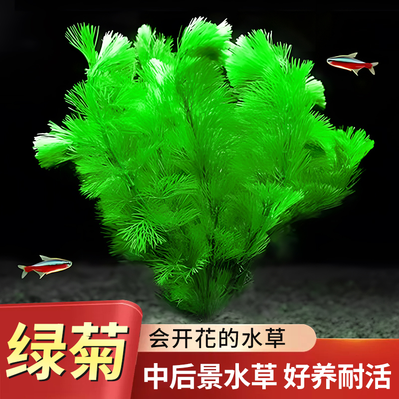 绿菊水草植物真草鱼缸阴性水草