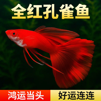 孔雀鱼活鱼黄金孔雀鱼精品纯种全红活鱼热带观赏鱼纯种大尾巴凤尾