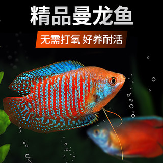 疯狂水草曼龙鱼热带观赏鱼鱼苗小型淡水好养五彩丽丽鱼珍珠马甲鱼