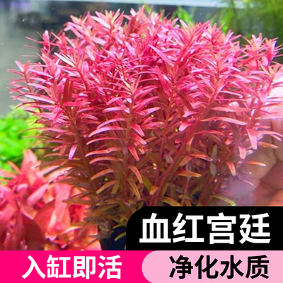 红宫廷水草植物鱼缸造景增氧全套