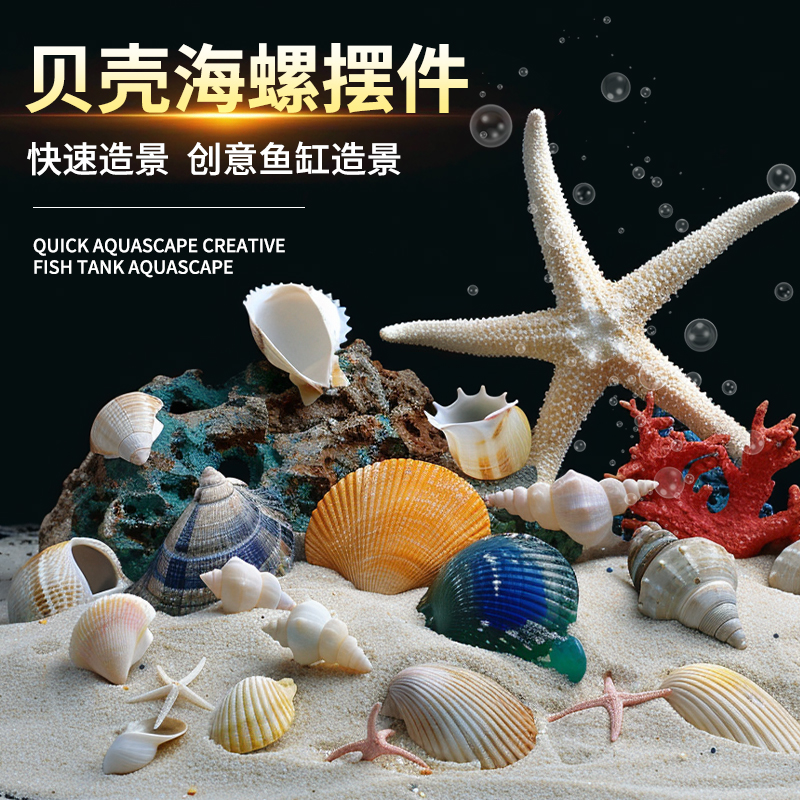 天然真贝壳海螺鱼缸造景海星寄居蟹换壳躲避手工装饰画工艺品摆件图片