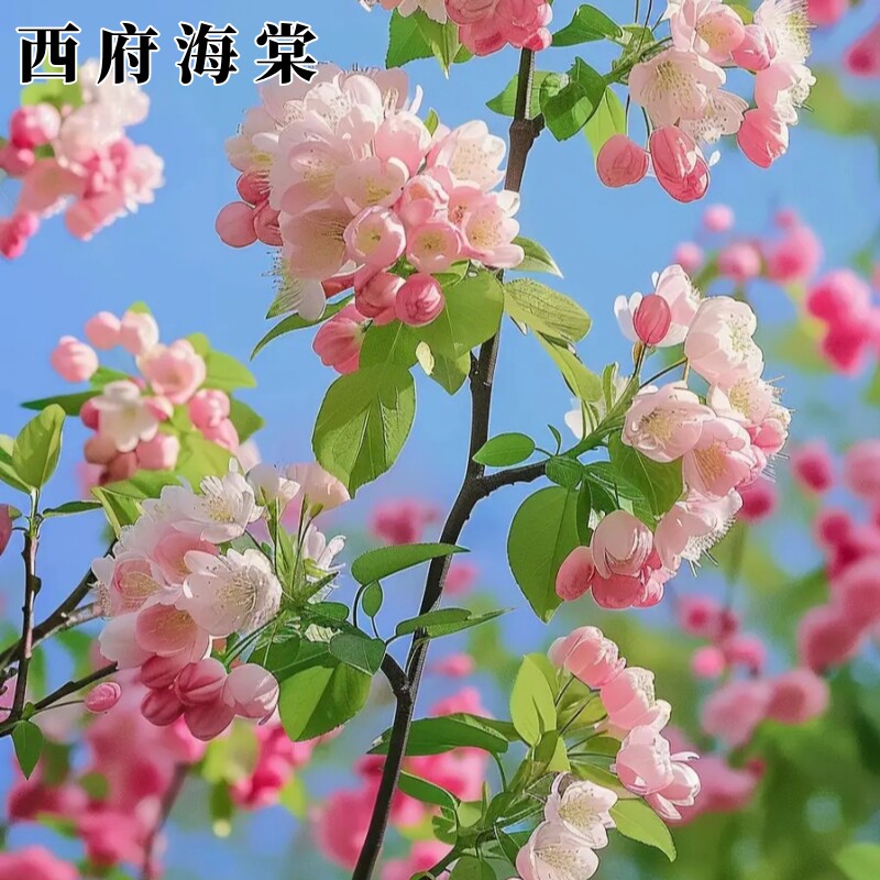海棠花西府海棠树苗垂丝海棠园林绿化苗木庭院植物北美海棠绚丽