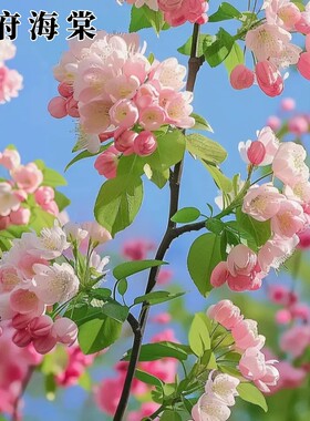 海棠花西府海棠树苗园林绿化
