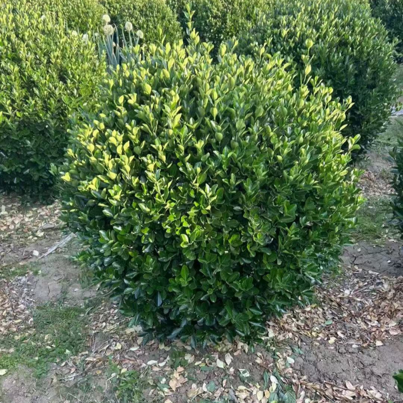 四季常青绿卫矛树苗卫茅篱耐寒卫茅球冬青大叶黄杨球庭院绿化植物
