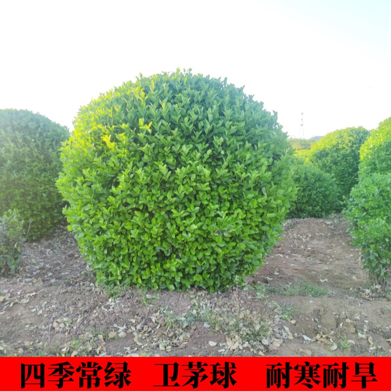 卫矛球大叶冬青黄杨庭院绿植四季常青耐寒耐寒耐冻绿化苗木卫茅