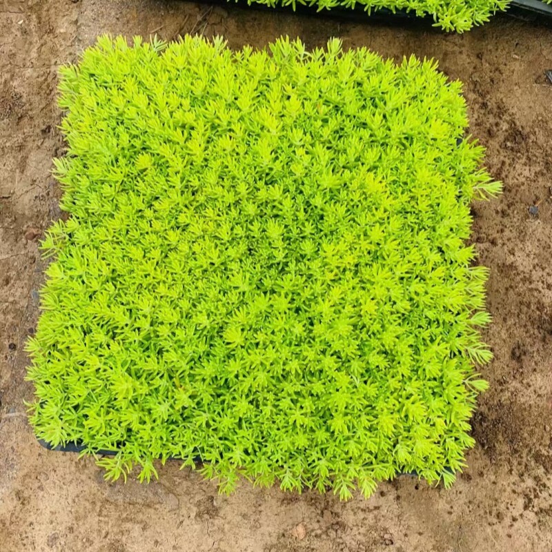 佛甲草苗屋顶绿化草皮坪金叶黄金佛甲草万年草景天过路黄常青植物