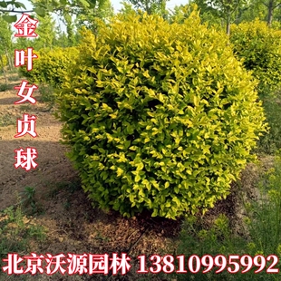 耐寒花镜金叶女贞球金叶女贞篱黄叶女贞龙柏球小叶女贞球庭院绿篱
