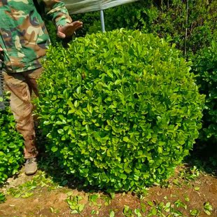 四季常青绿卫矛树苗卫茅篱耐寒卫茅球冬青大叶黄杨球庭院绿化植物