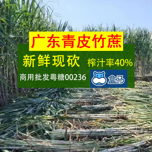 广东竹蔗1-50斤新鲜现砍切口会发红谨慎下单商用榨汁煲汤青皮甘蔗