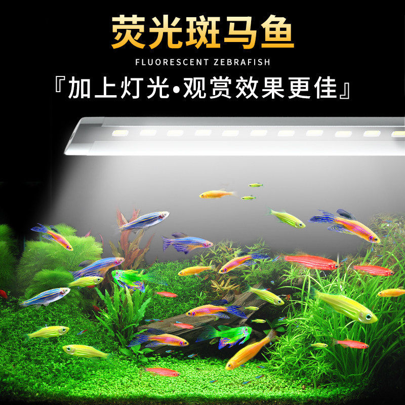 斑马鱼苗观赏鱼热带鱼小型淡水