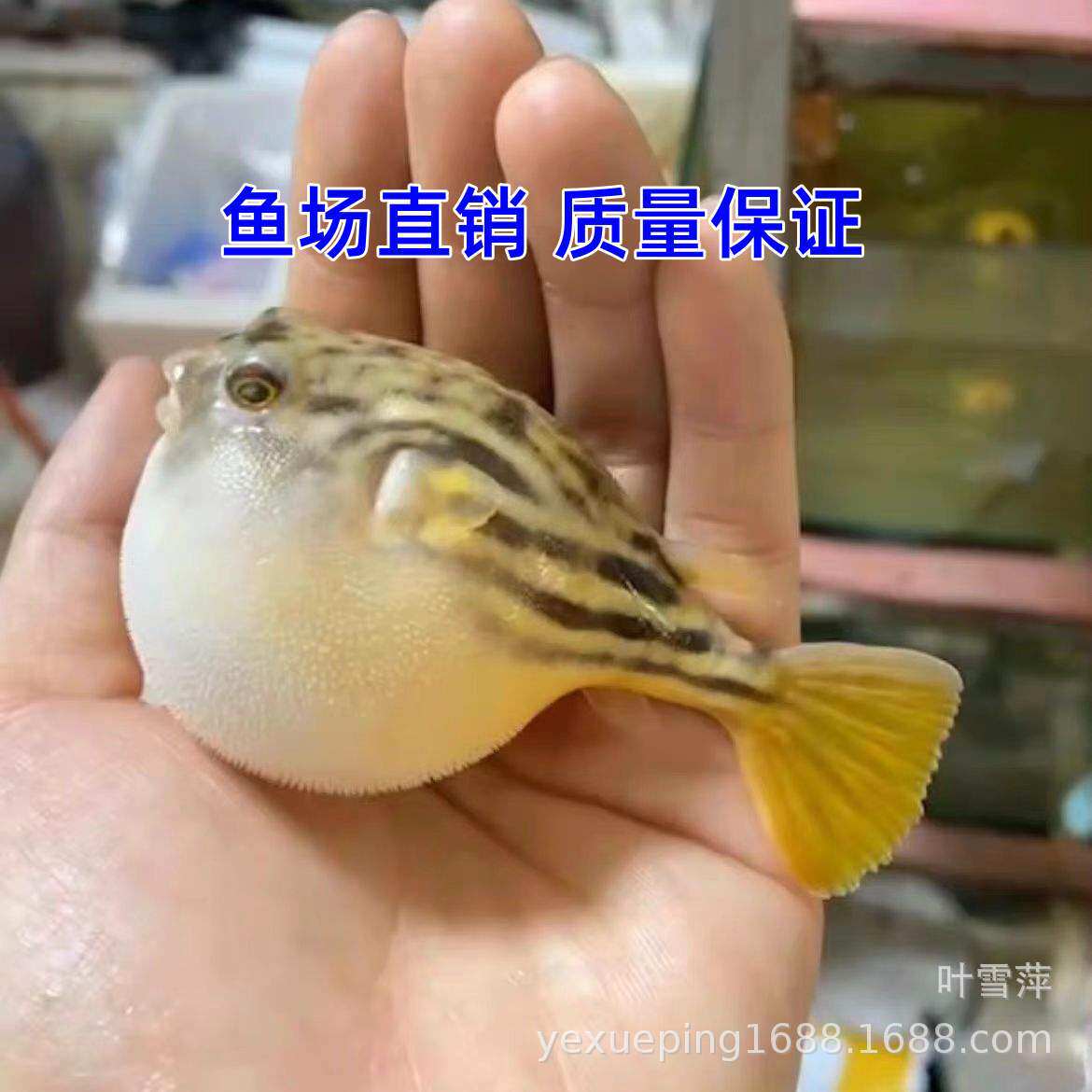 狗头淡水河豚鱼班马热带宠物鱼观赏鱼会吹气的凶猛小型鱼活体