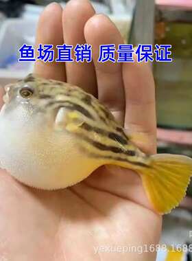 狗头淡水河豚鱼班马热带宠物鱼观赏鱼会吹气的凶猛小型鱼活体