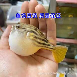 狗头淡水河豚鱼班马热带宠物鱼观赏鱼会吹气的凶猛小型鱼活体