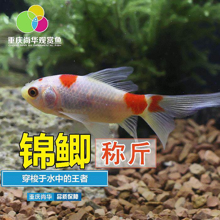冷水观赏鱼活体观赏小红鲫鱼小锦鲫小草金鱼活体观赏鱼称斤