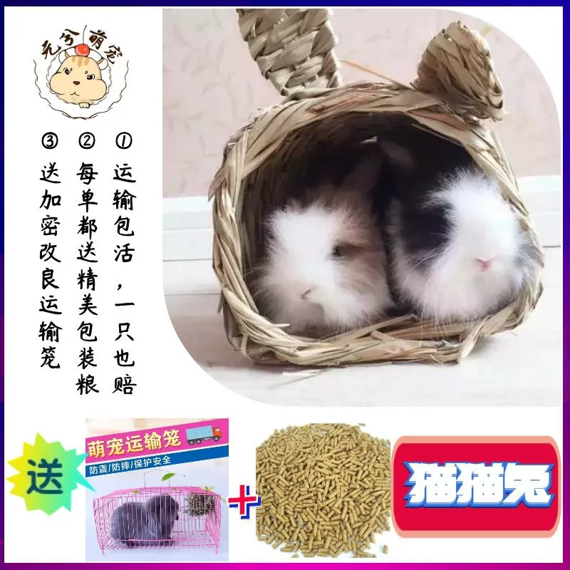 萌宠盖脸猫猫兔活体兔子宠物兔长毛兔安哥拉兔小宠包活中型长毛