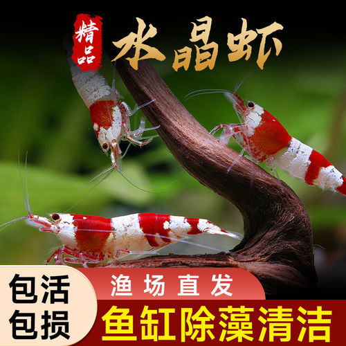 水晶虾鱼苗观赏虾除藻宠物虾淡水鲜活虾苗活虾超大号清洁黑壳虾